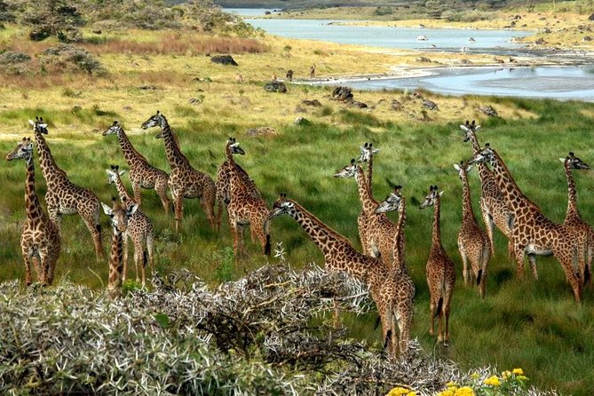 Day Tour in Arusha National Park - Directions
