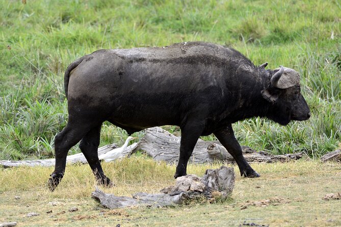 Day Tour to Amboseli National Park and Maasai Village - Frequently Asked Questions