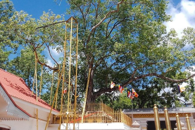 Day Tour to Aukana and Anuradhapura From Negombo - The Sum Up