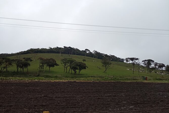 Day Tour to Nuwaraeliya From Kandy