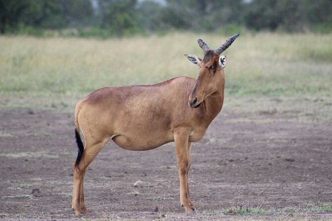 Day Tour to Ol Pejeta Conservancy - Itinerary Highlights