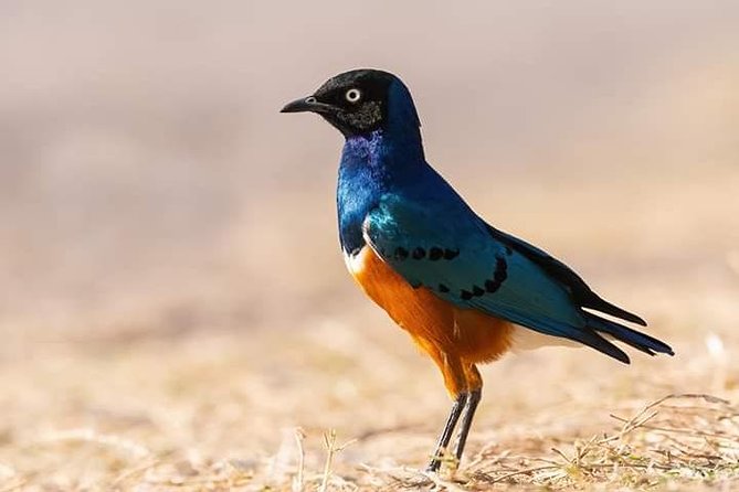 Day Trip Safari to Mikumi National Park From Morogoro - Tips for a Successful Trip