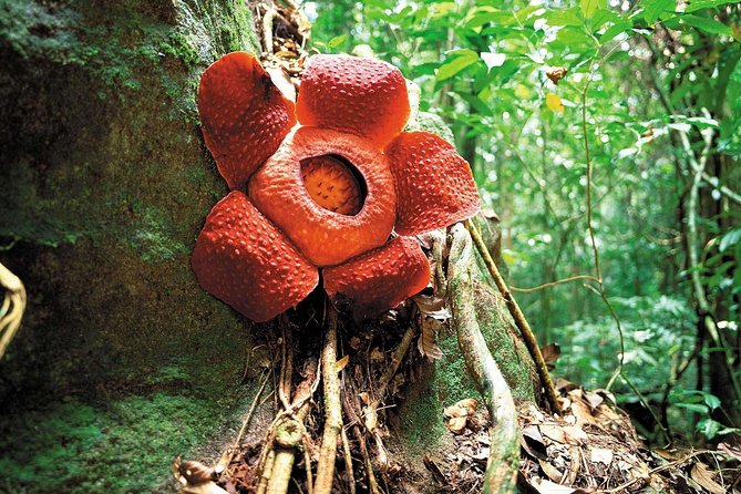 Day-Trip to Gunung Gading Rafflesia Centre From Kuching City - Directions
