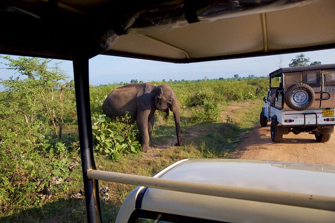 Day Trip to Udawalawe From Colombo (Transfer Only) - Free Cancellation and Refund Policy