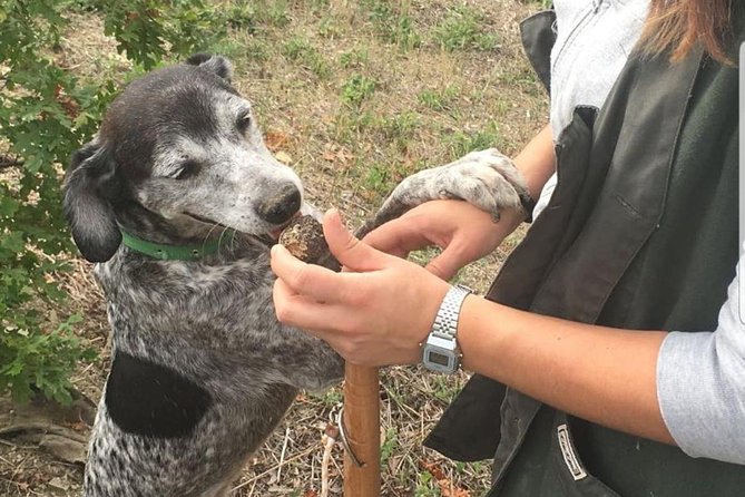 Day Trip: Truffle Hunting With Lunch + Wine Tour With Tasting - Booking Information and Policies