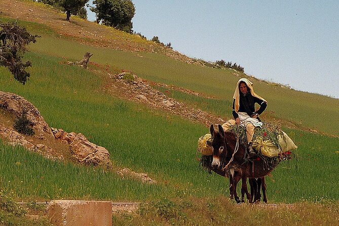 Deer of the Atlas : Tazekka Natural Park & Ifrane Eco Tour | Private & Luxury - Health and Safety Guidelines