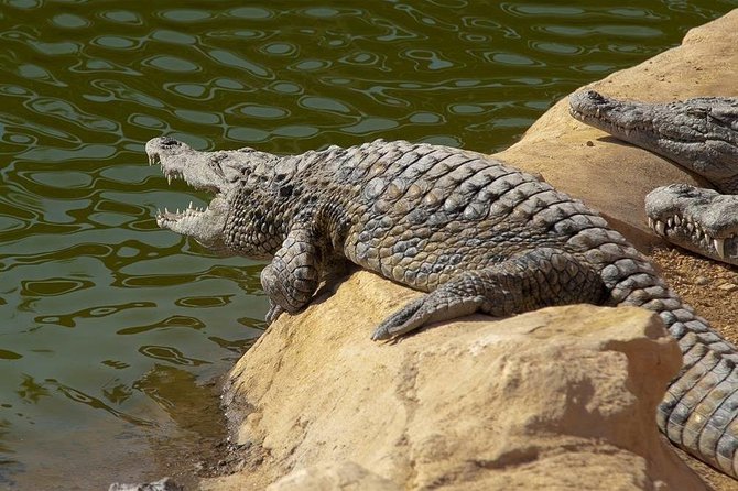 Discover the Amazing Park of CROCODILE - Pickup Details
