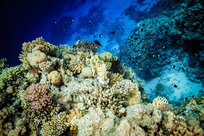 Diving in Hurghada for Beginners With Lunch and Transfer - How to Reserve Your Spot