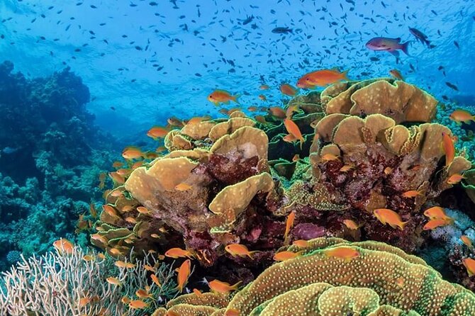 Diving Tour at Ras Mohammed by Boat - Tips for a Great Experience