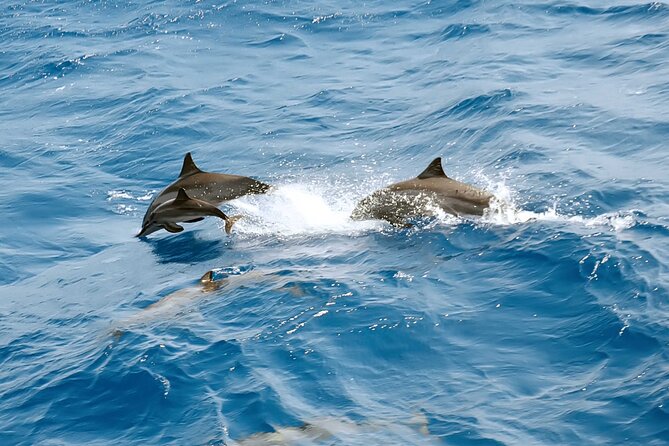 Dolphin House Royal Sea Trip With Lunch, Water Sport - Hurghada - Booking Information