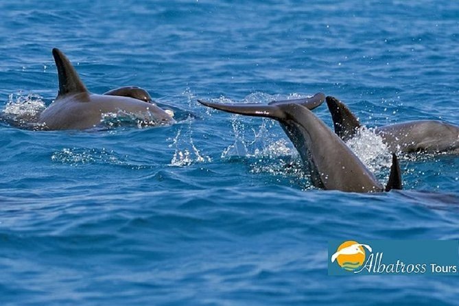 Dolphin Tour - Kizimkazi - Tour Overview