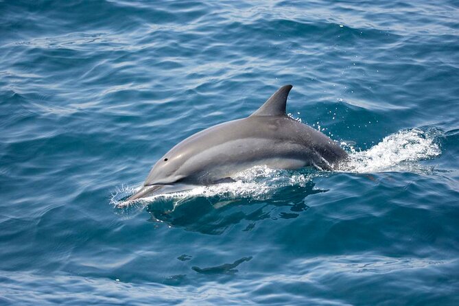 Dolphin Watching Boat Tour From Kalpitiya - Price and Booking
