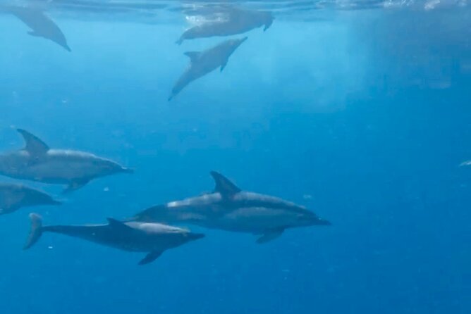 Dolphin Watching in Benalmadena - Price