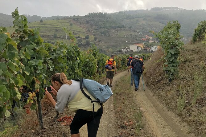 Douro: Walking Tour and Wine Tasting at Quinta Dos Murças - Accessibility and Transportation