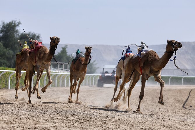 Dubai Camel Race With a Camel Ride - Maximum Participants and Pricing