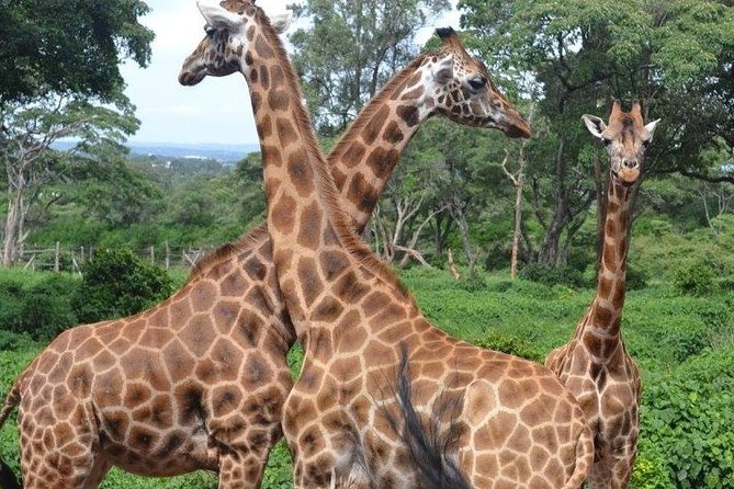 Early Morning Game Drive In Nairobi National Park - Additional Services Provided