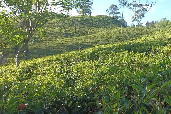 Ella Private Day Tour From Ahungalla Kosgoda Balapitiya Hotel - Price Information