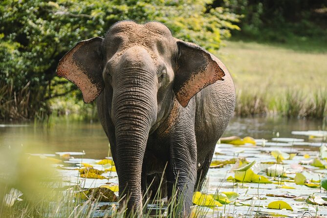 Evening Private Safari at Udawalawe National Park by Jeep - Inclusions