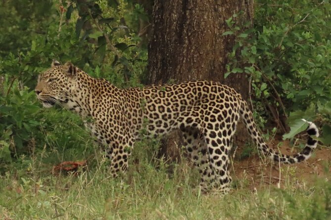 Exciting Kruger Adventure