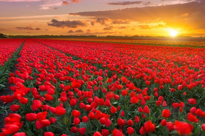 Exclusive Private Keukenhof and Tulip Fields Tour - Pickup Point and Time
