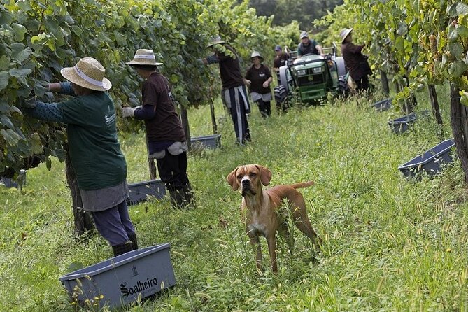 Exclusive Vinho Verde Alvarinho and Minho Region Wine Tour - Cancellation Policy