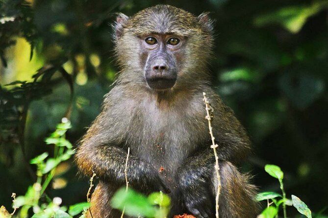 Explore Primates: 10 Days Safari Tour in Uganda - Adventure Activities