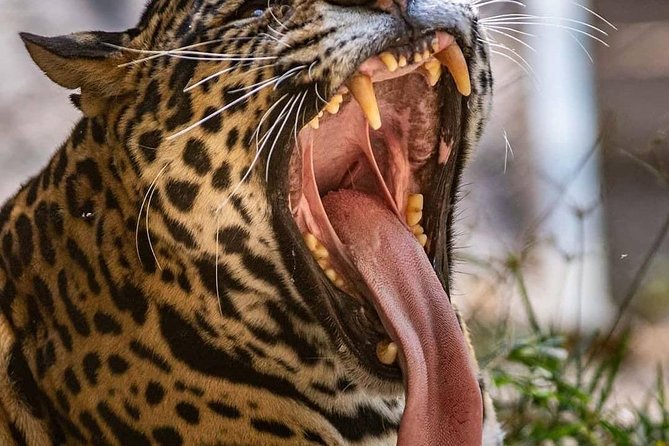 Explore the Wonders of Amboseli: 3-Day Safari Tour From Nairobi - Booking Details