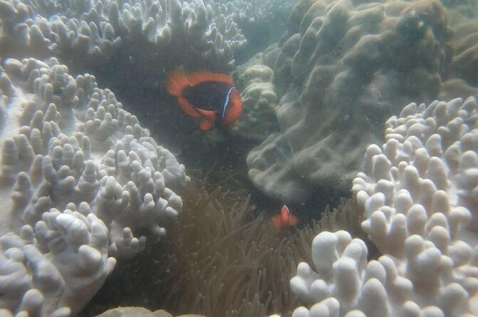 Exploring Cham Islands Day Tour by Speed Boat - Meeting and Pickup