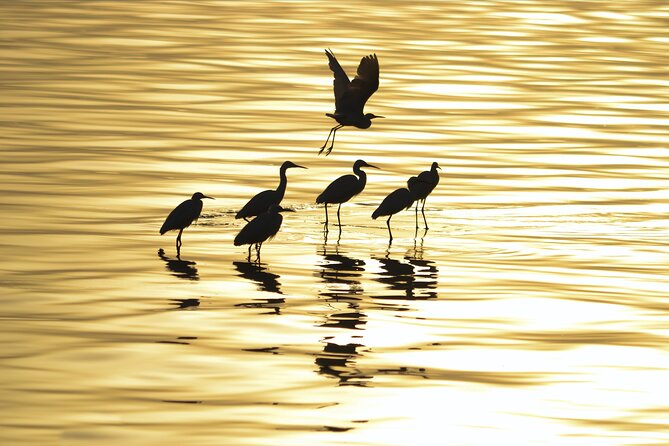 Fayoum Full Day Tour Bird Watching - Operator and Contact Information