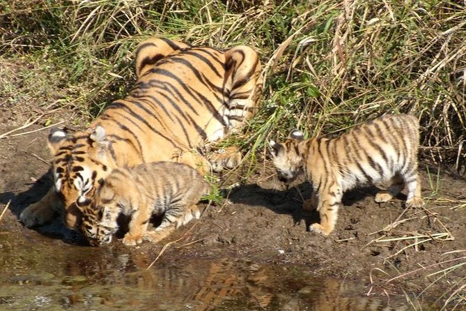 From Delhi: Taj Mahal & Ranthambore Tiger Safari Tour - Important Notes