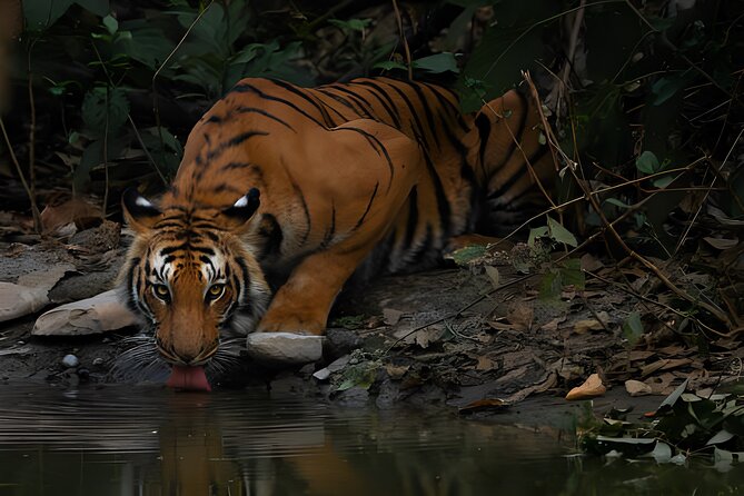 From Jaipur: 2 Days Private Tour of Ranthanbore Tigers Safari - Booking Information