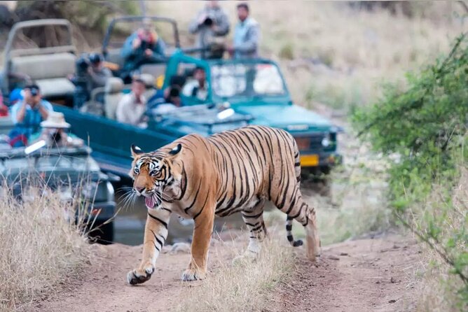 From Jaipur: Ranthambore Safari & Jaipur 2-Days Private Tour - Additional Info
