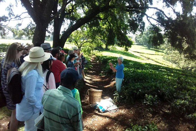 Full-Day Kiambethu Tea Farm Tour From Nairobi With Lunch - Additional Information