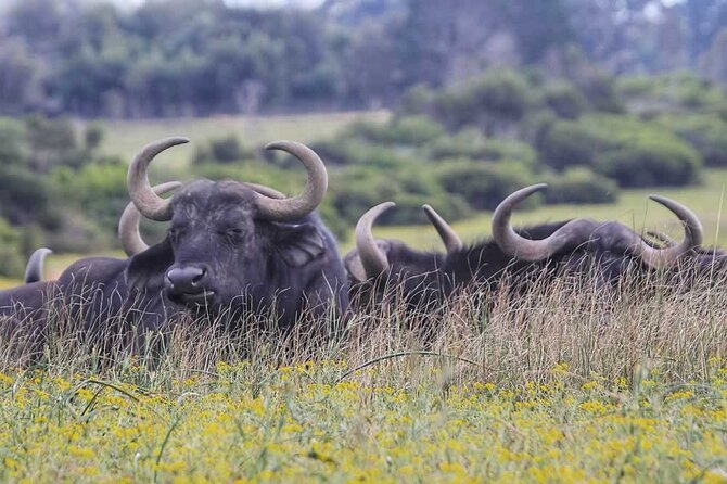 Full-Day Port Elizabeth & Kragga Kamma Reserve Safari - Booking Process