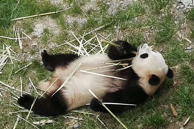 Full-Day Private Tour of Chengdu and Panda Base With Lunch - Additional Notes
