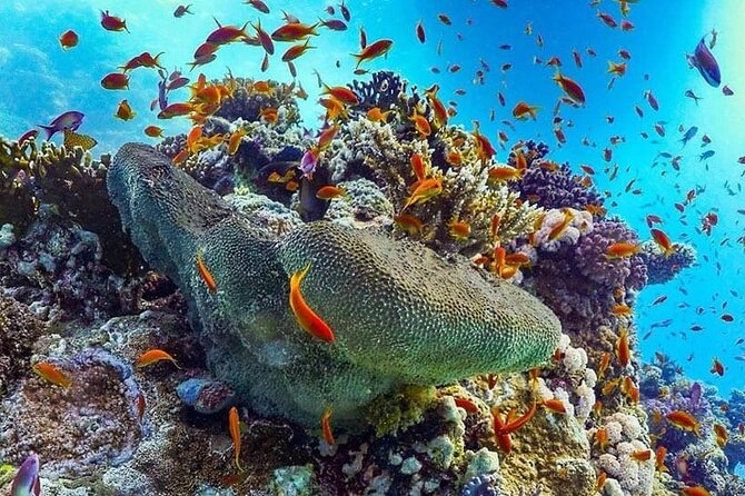 Full Day Private Tour Swim With Turtles and Dugong in Marsa Alam - Operator Information
