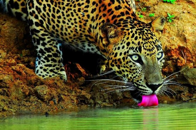Full Day Private Wilpattu Safari in Jeep From Trincomalee - Tour Confirmation and Accessibility