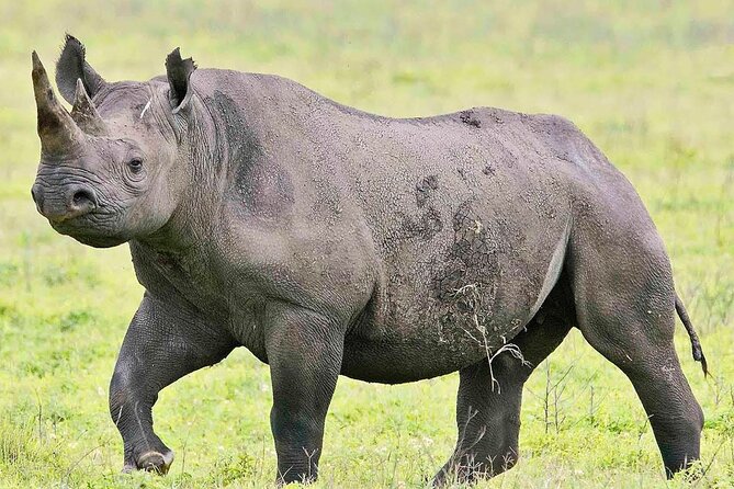 Full Day Safari at Selous Game Reserve From Zanzibar With Lunch - Confirmation and Final Details