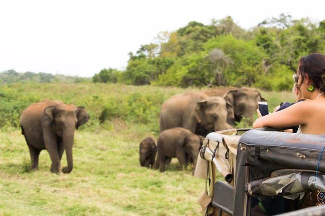 Full Day Safari at Wilpattu With Picnic Breakfast and Lunch - Directions and How to Book