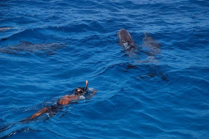 Full Day Snorkeling Trip Dolphin Round House - Price and Booking