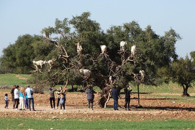 Full Day Trip From Marrakech To Essaouira Mogador - Cancellation Policy