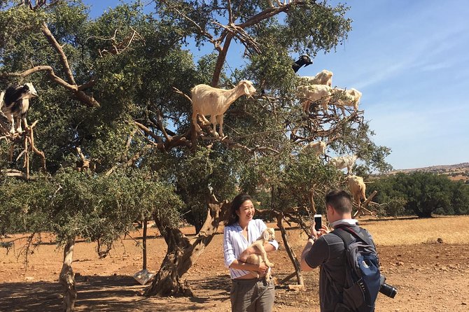 Full Day Trip To Essaouira Mogador From Marrakech - Small-Group Tour Details