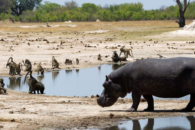 Full-Day Trip to Hwange National Park With Hotel Pickup - Cancellation Policy Details