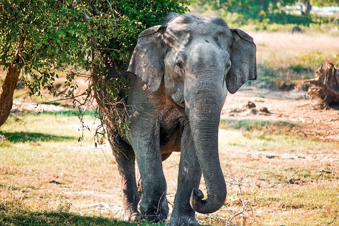 Gal Oya National Park Safari - Safety and Health Guidelines