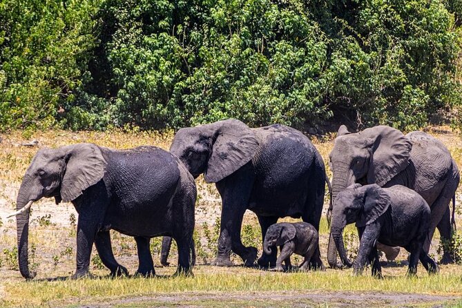 Game Drive and Ｗhite Rhino Walking Safari in Livingstone Zambia - Reviews