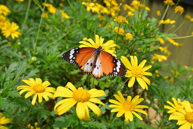 Genting Highlands With Batu Caves & Butterfly Wonderland - Tour Overview