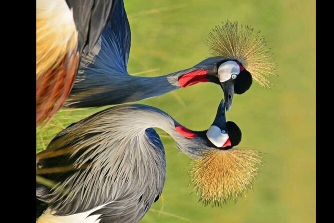 Great Safari Adventure - Tips for a Memorable Adventure