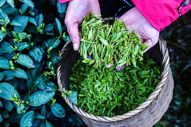 Half-Day Hangzhou Jiuxi Stream and Tea Plantation Experience - Group Size and Accompaniment