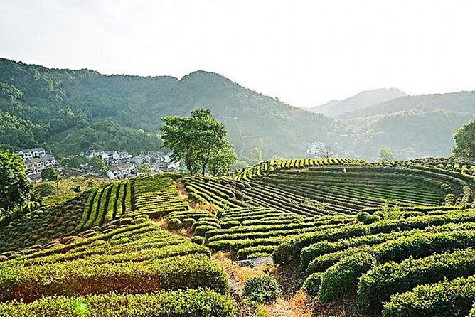 Half-Day Hangzhou Nature Explore With Green Tea Village and Yunxi Bamboo Forest - Reservation and Booking Information