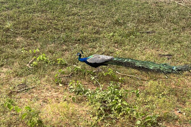 Half-Day Private Safari Tour in Yala National Park - Frequently Asked Questions